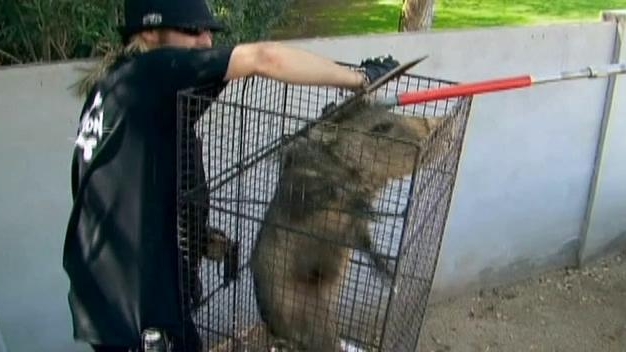 Billy The Exterminator: Desert Destroyers