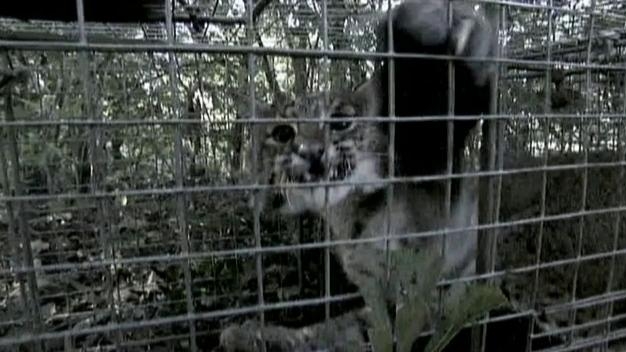Billy The Exterminator: Bobcat Battle