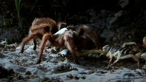 Monster Quest: Monster Spider