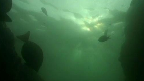 Monster Quest: Giant Squid Ambush