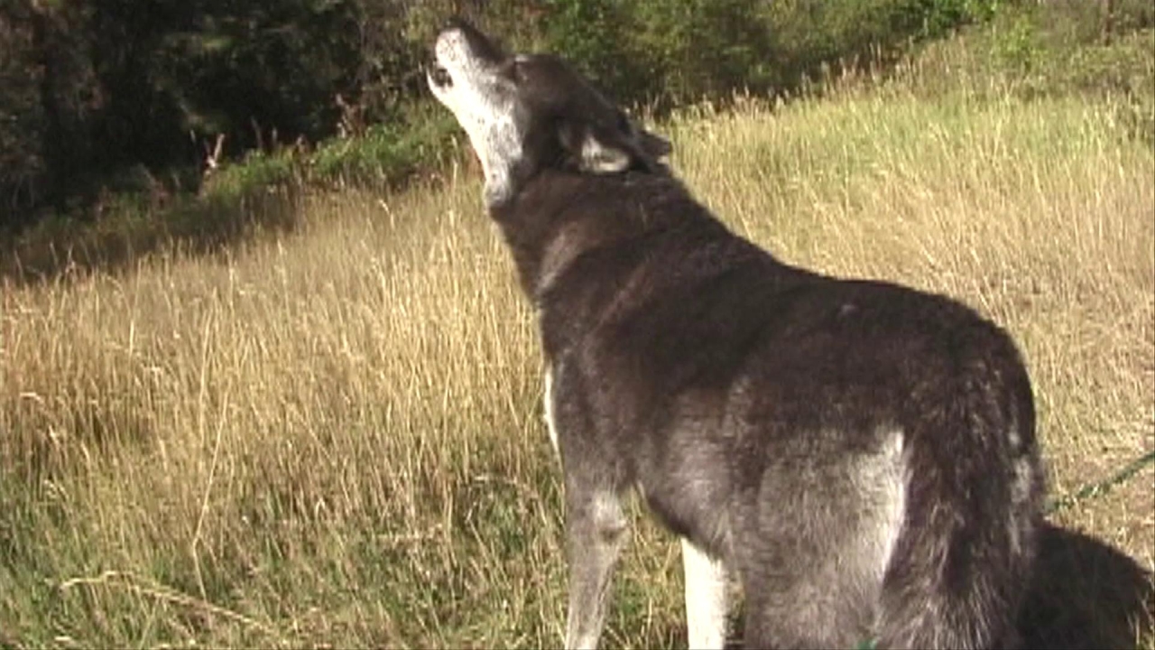 True Wolf