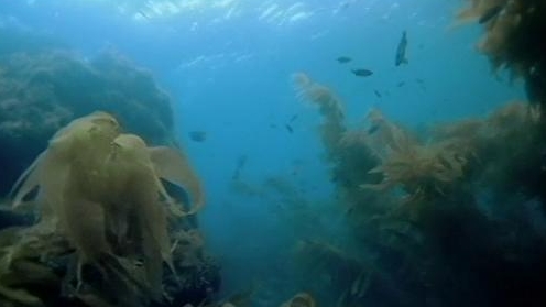 Jurassic Fight Club: Deep Sea Killers
