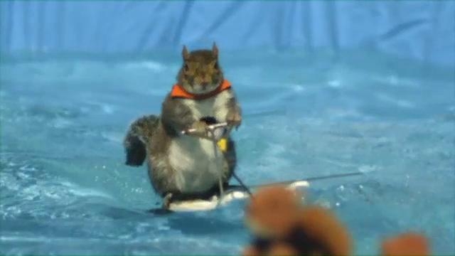 America's Got Talent: Twiggy The Water Skiing Squirrel