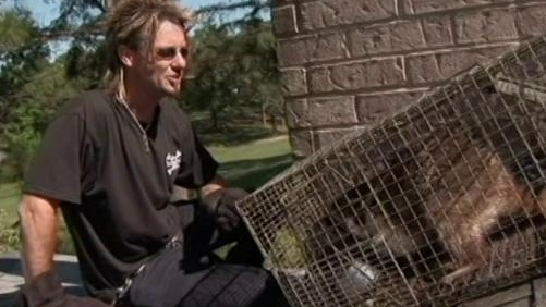Billy The Exterminator: Psycho Raccoon/Killer Spiders