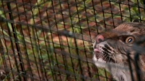 Billy The Exterminator: Bobcat & Yellow Jacket