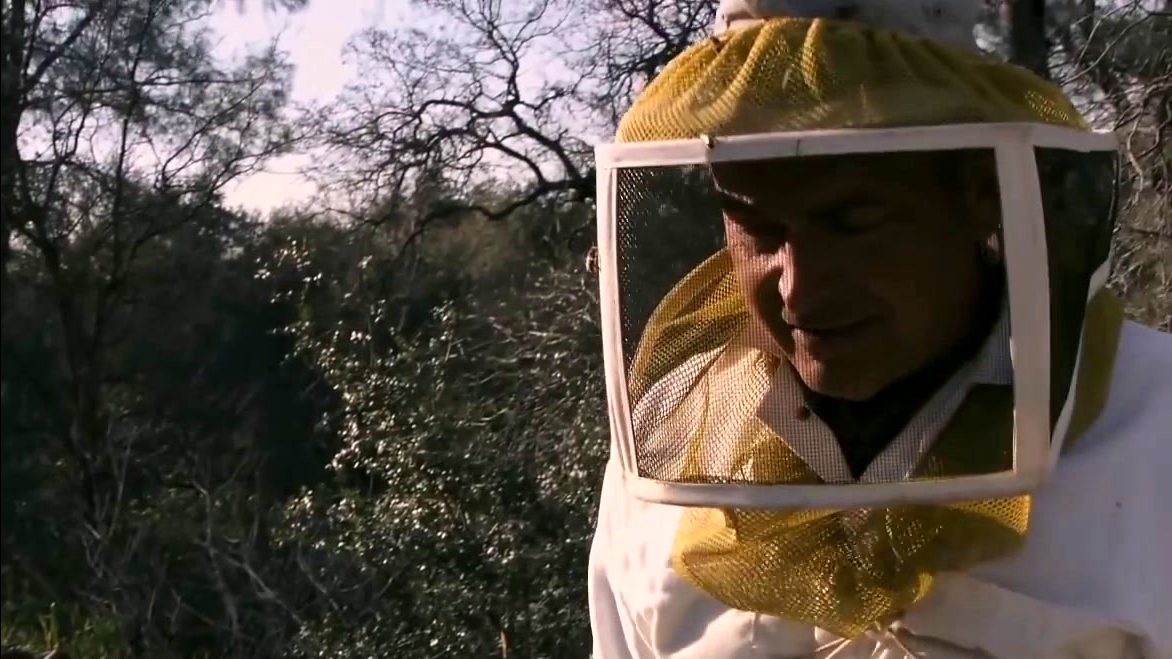 More Than Honey