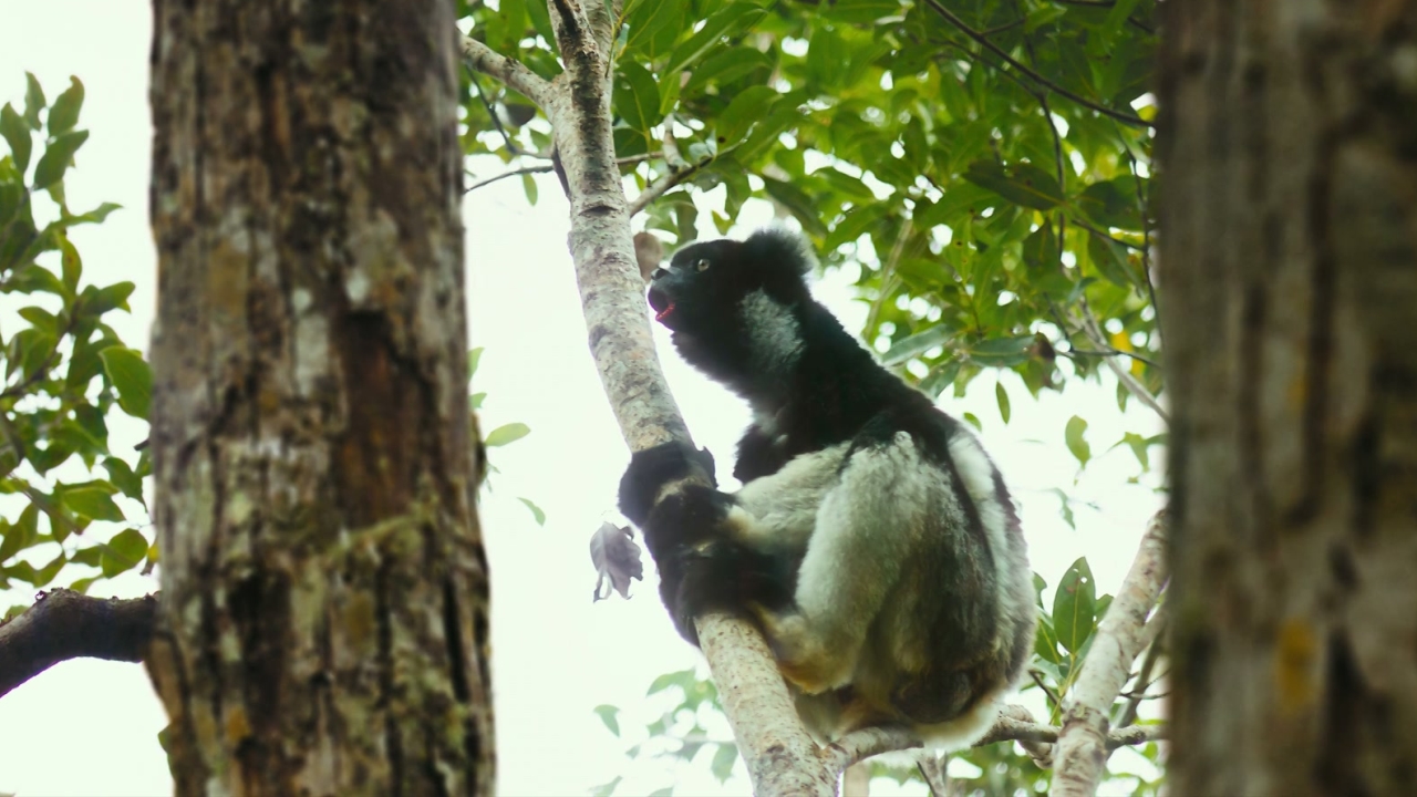 Island Of Lemurs: Madagascar