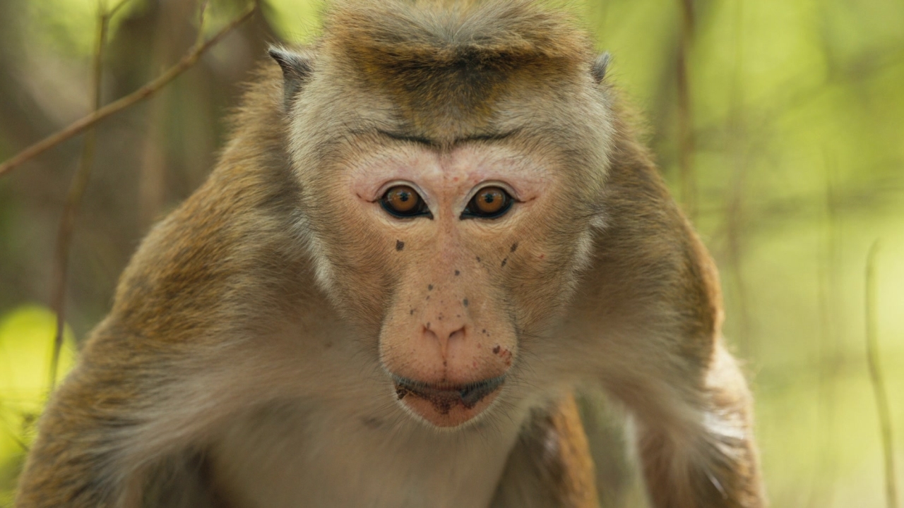 Monkey Kingdom