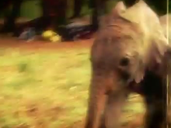 My Wild Affair - Where to Watch and Stream - TV Guide