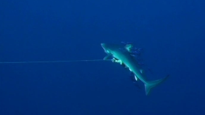 Shark Girl