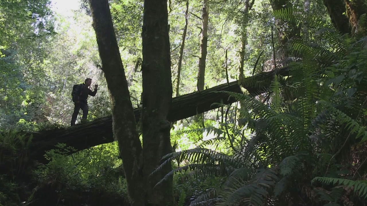 Running Wild With Bear Grylls: Walking Across A Tree Trunk