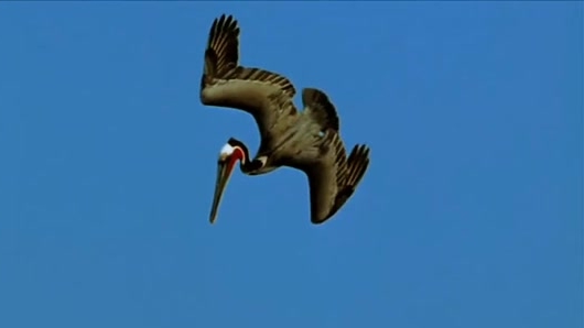 Pelican Dreams