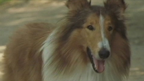 Lassie