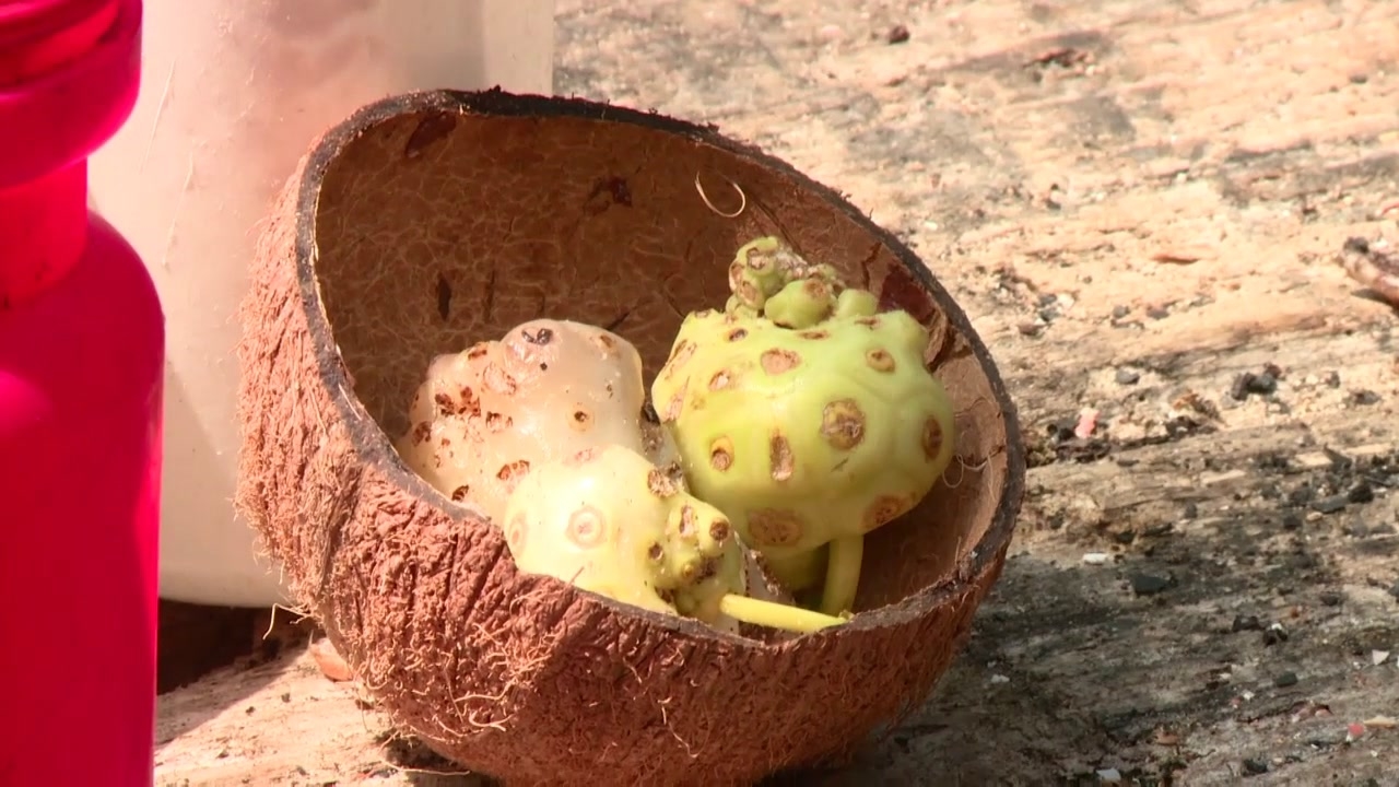 The Island: Noni Fruit