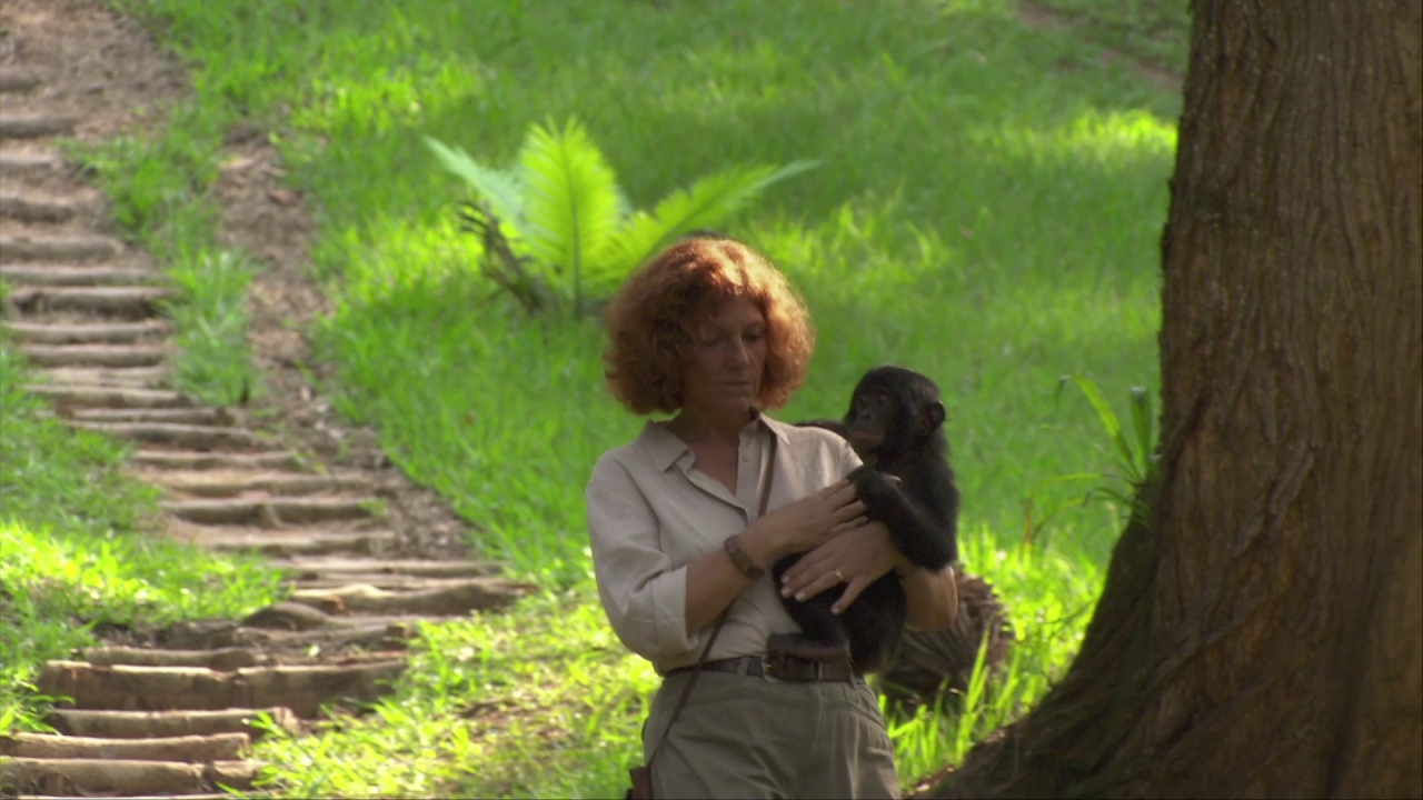 Bonobos: Back To The Wild (Trailer 1)