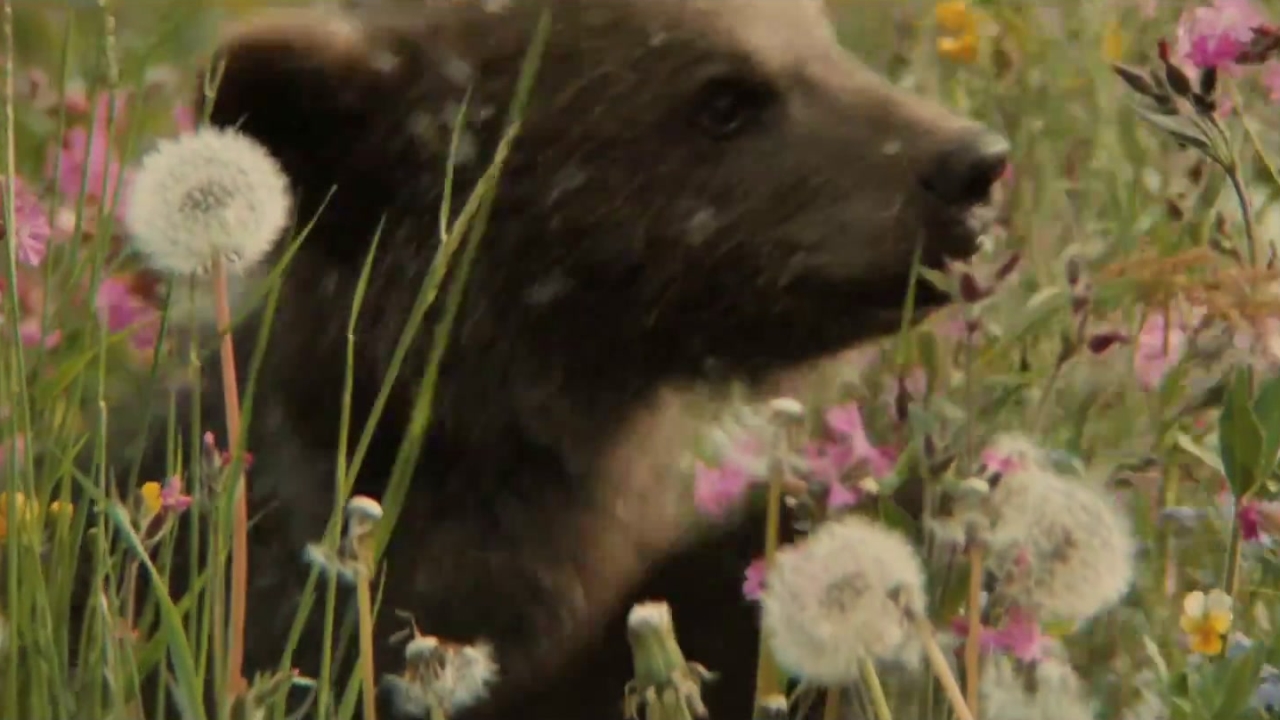 The Bear: Finding A Footprint