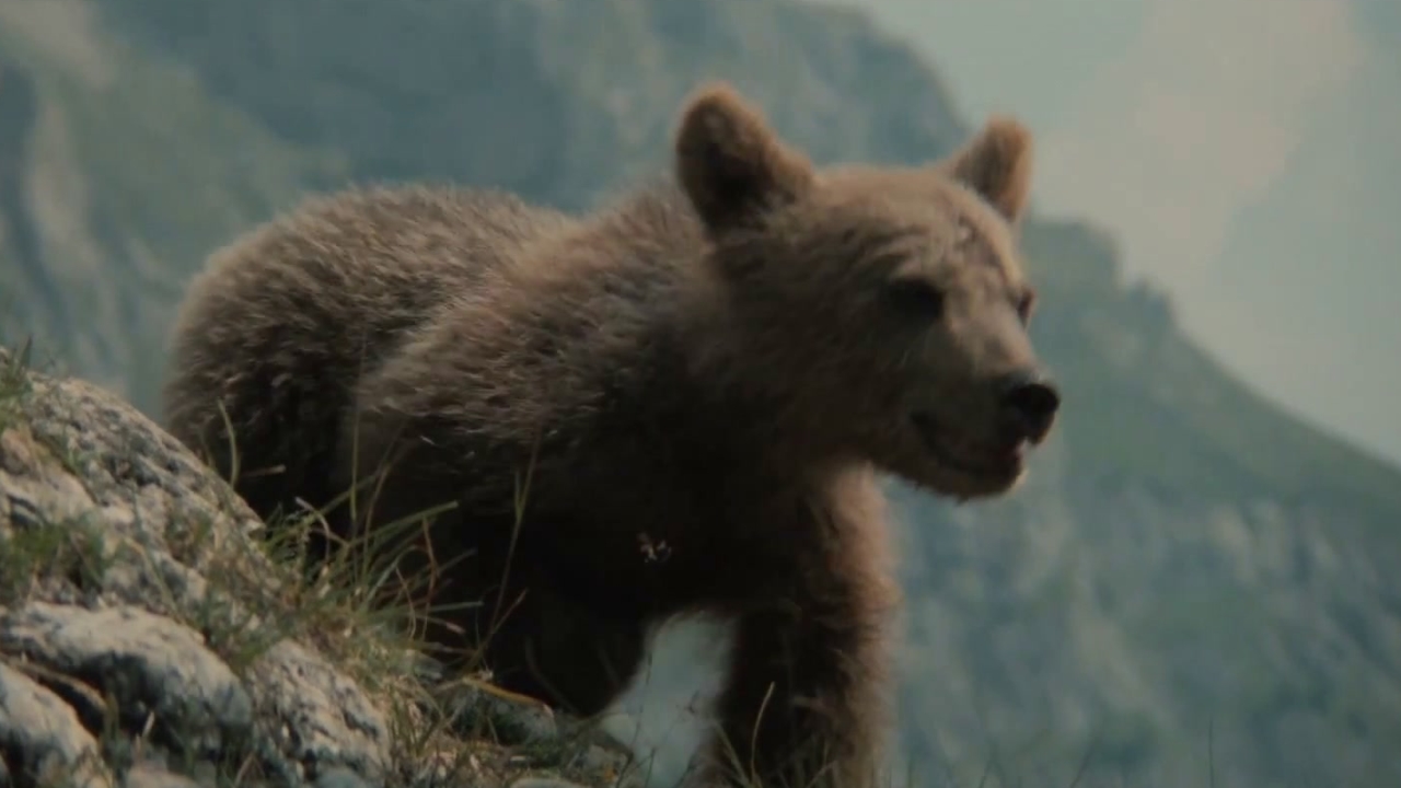 The Bear: Bear And Cub Hunt