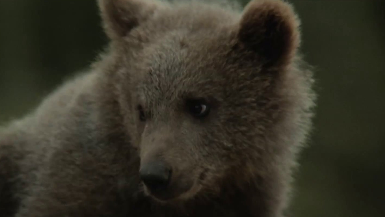 The Bear: Cub Nurses Bear's Wounds