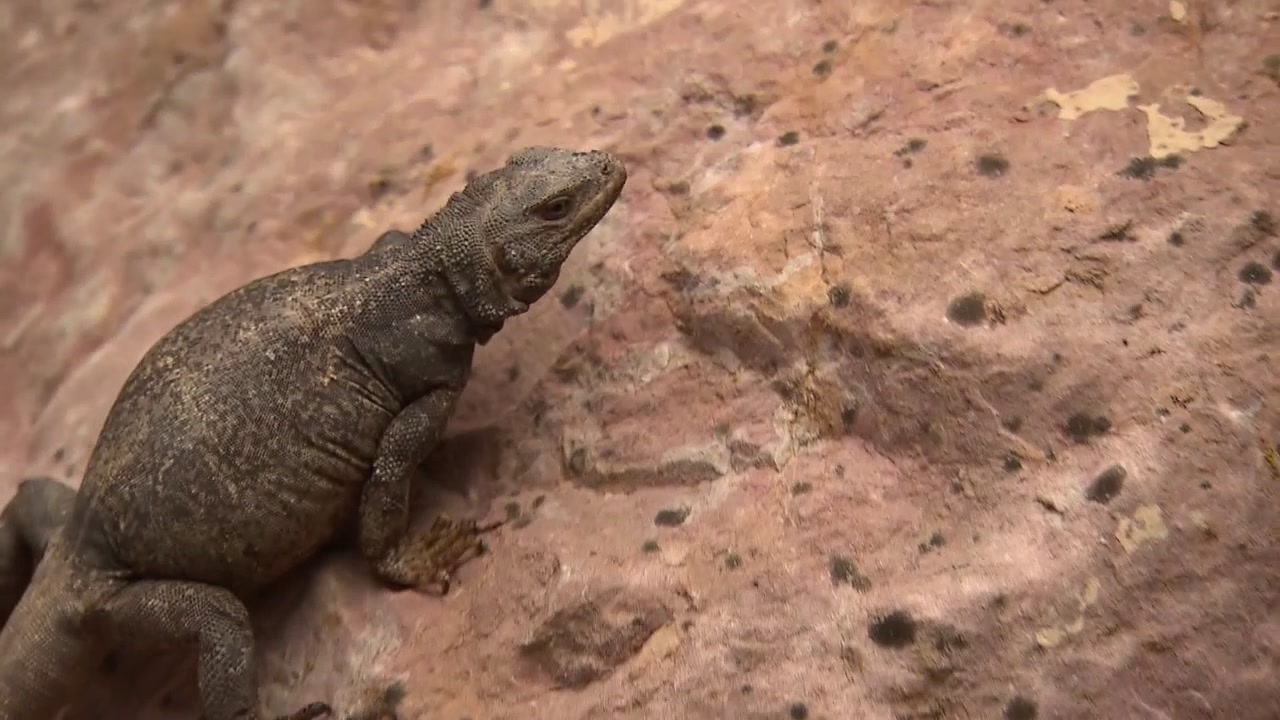 Running Wild With Bear Grylls: Lizard Hunt