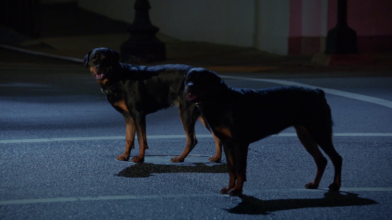 Zoo: A Nice Night For A Stroll
