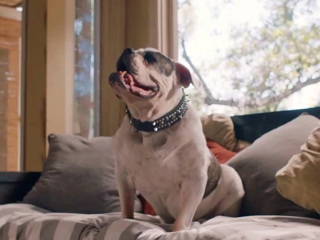 Pups Alone - Where to Watch and Stream - TV Guide