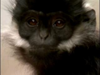 Wild China: One Of The World's Rarest Primates