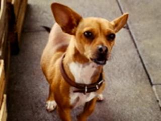 Beverly Hills Chihuahua 2 Ganzer Film Deutsch Beverly Hills Chihuahua 2 Ganzer Film Deutsch