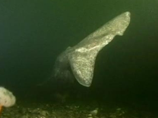 Monster Quest: Jaws In Illinois